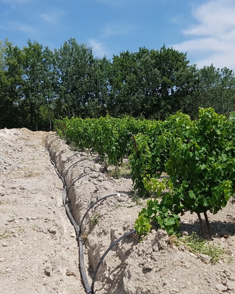 Système d'irrigation des vignes dans le GARD